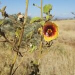 Abutilon hirtum 花