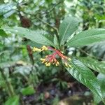 Palicourea crocea Virág