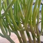 Euphorbia alluaudii Leht