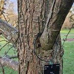 Pyrus ussuriensis Bark