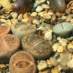 Lithops spp. 整株植物