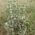 Leucas tomentosa Hábito