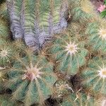 Parodia magnifica Агульны выгляд