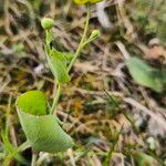 Ranunculus thora Flower