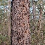 Corymbia gummifera چھال