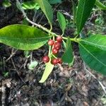 Psychotria carthagenensis Fruto
