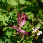 Fumaria muralis Çiçek