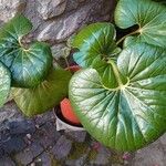 Farfugium japonicum Folha