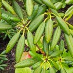 Rhododendron brachycarpum पत्ता