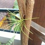 Tillandsia fasciculata Yaprak