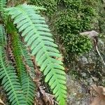 Blechnum spicantLapas