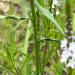 Verbena simplex Žievė