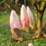 Magnolia × soulangeana Цветок