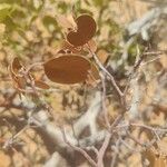 Arctostaphylos patula 葉