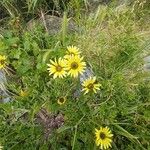 Arctotheca calendula Flower