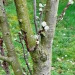 Malus domestica ᱪᱷᱟᱹᱞᱤ