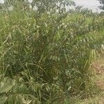 Indigofera binderiLeht