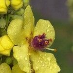 Verbascum nigrum Blüte