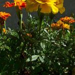 Tagetes erecta Облик