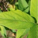 Desmodium canadense Blatt