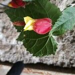 Abutilon megapotamicum Flower