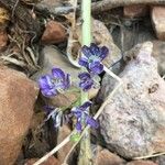 Delphinium staphisagria Kukka