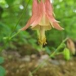 Aquilegia canadensisFlower