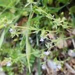 Linaria micrantha Other