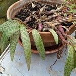 Ledebouria socialisLeaf