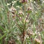 Plantago sempervirens Habit