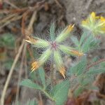 Lotus parviflorus 果実