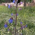 Anchusa azurea Fleur