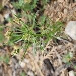 Plantago afra ശീലം