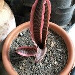 Cryptanthus zonatus Blad