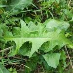 Taraxacum clemens Deilen