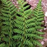 Dryopteris villarii Fulla