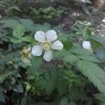 Rubus fraxinifolius Квітка
