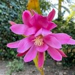 Disocactus phyllanthoides Blüte