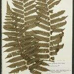 Cyathea cyatheoides Folla