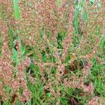 Rumex acetosellaBlomst