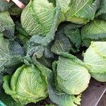 Brassica oleracea Облик