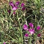 Allium drummondii Flor