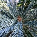 Encephalartos lehmannii Хабит