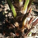 Livistona speciosa Corteza
