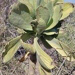 Kalanchoe grandidieri Folha