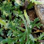 Artemisia genipi Leaf