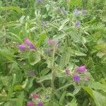 Echium tuberculatum Flor