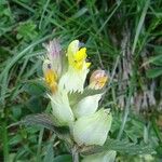 Rhinanthus major Flower