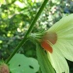 Hibiscus mastersianus Flower