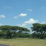 Vachellia tortilis Hoja